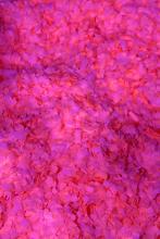 Confetti rose fluo M1 1kg